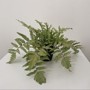 Pottery Barn Faux Potted Fern Plant